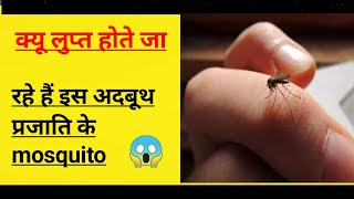 दुनिया के सबसे खूबसूरत मच्छर🤔The world most beautiful mosquito I shortsbacktobasic  AYA Knowledge [upl. by Nnoryt798]