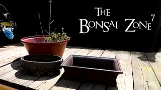 Root Pruning My Royal Oak Seedlings The Bonsai Zone May 2020 [upl. by Katushka]