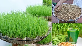 Grow wheatgrass to make nutritious juices to prevent cancer at home [upl. by Calise]