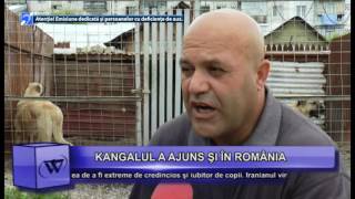 KANGALUL turcesc  cea mai mare canisa din Romania [upl. by Smeaj]