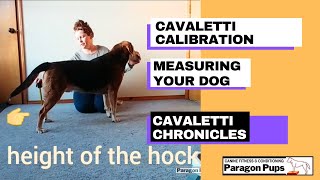 Cavaletti Calibration Measuring Your Dog [upl. by Brigid322]