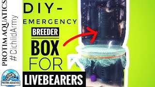 GUPPY BREEDING in a DIY BREEDER BOX [upl. by Mayfield]