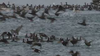 Surf Scoter Mayhem [upl. by Wolfson148]