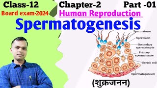 Spermatogenesis and Spermiogenesis  Sperm Structure  Gametogenesis  Human Reproduction [upl. by Amhsirak150]