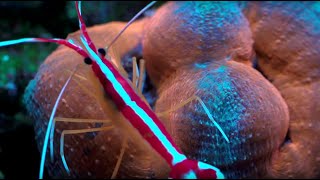 Feeding Lobophyllia coral [upl. by Eileme964]