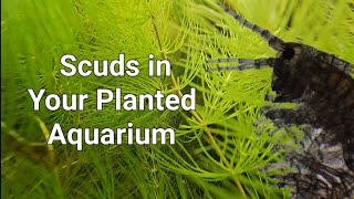 Scuds in Your Planted Aquarium  Why We Love Scuds [upl. by Barber]