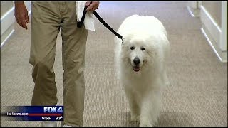 Hometown Hero Winston the Great Pyrenees [upl. by Nomelihp]