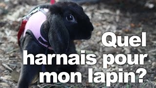 Les Lapins rentrent de vacances  Les Lapins Crétins Invasion🐰  Nouvelle compilation 20 min [upl. by Rillings]