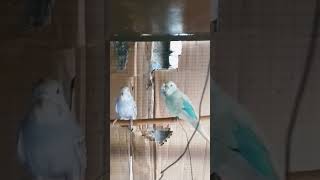 canarysingingchampion canarybirdsinging budgiesinfoplanet rainbowbudgies [upl. by Daile272]