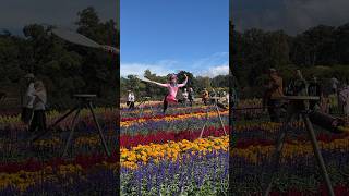 Tesselaar KaBloom Flower Festival Highlight 9  Silvan VIC Australia [upl. by Ennoryt786]