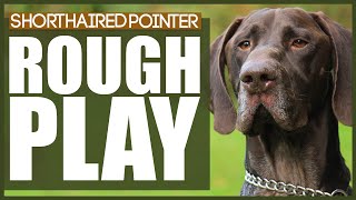 Training 9 month German shorthaired Pointer to sit and stay with you out of sight [upl. by Rehpotisrhc424]