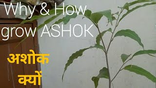 How to Grow amp Why to Grow AshokPolyalthia Longifliaअशोक का पेड़ कैसे लगाएंअशोक का पेड़ के फायदे [upl. by Reider]