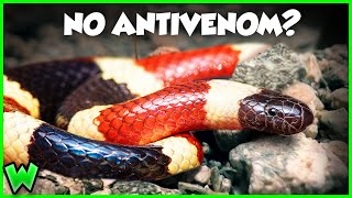 THIS is the Snake Bite to Worry About  The Coral Snake ft smetlogik [upl. by Slen]