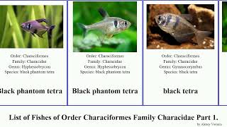 List of Fishes of Order Characiformes Family Characidae Part 1 astyanax brycon tetra chalceus awa [upl. by Aicnom]