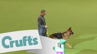 Best in Group  Pastoral  Crufts 2011 sponsored by dfs [upl. by Vedette]