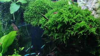 Mein Juwel Rio 180 Aquarium Tank mit Co2 [upl. by Aynot]