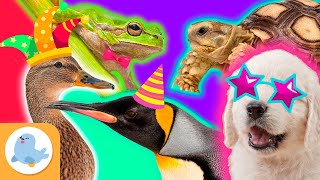 Los ANIMALES MÁS DIVERTIDOS del mundo 🐶🐧🐸🦆🐢 PERRO PINGÜINO PATO RANA y TORTUGA 🌿 Recopilación [upl. by Colbert]