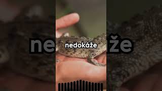 🐊Krokodýl Nemůže Vypláznout Jazyk🐊 [upl. by Neyugn]