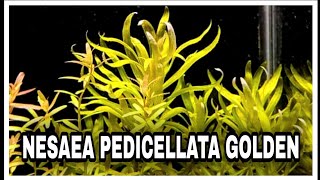 All About Nesaea Pedicellata Golden  Mid Tech Plants [upl. by Byrle961]