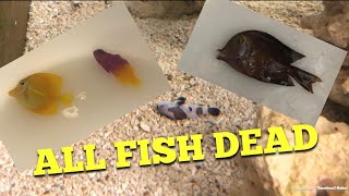 Update All Fish Dead [upl. by Howlend785]