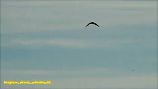 Orły Bieliki polują nad Wisłą White tailed eagle Zalew włocławski Włocławek 10102024 [upl. by Cressler201]