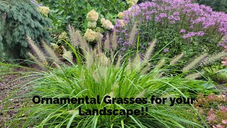 Growing Ornamental Grasses [upl. by Martine340]