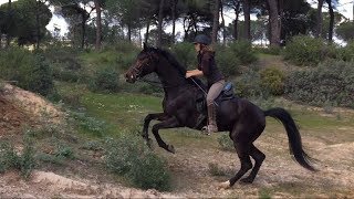 Trail riding with Oldenburg horse amp PRE mare in Doñana [upl. by Geoffry]