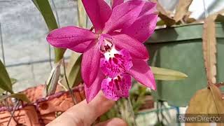 New Phaius Orchids UnBoxing neworchids [upl. by Demetra651]