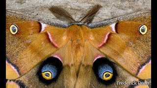 Polyphemus Moth Male and general information Antheraea polyphemus Pennsylavania United States [upl. by Adyela745]