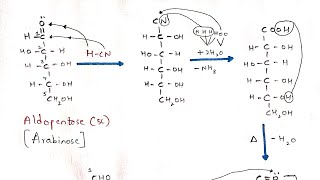 Kiliani Fischer synthesis  Interconversion of Aldopentose to Aldohexose  Arabinose to Glucose [upl. by Enitsirt698]