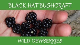 Learn to Identify Wild Dewberry An Edible amp Medicinal Plant [upl. by Enetsirhc312]