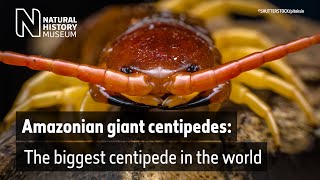 Giant centipede found in the UK  Natural History Museum [upl. by Redford]