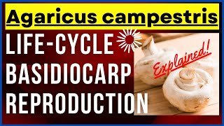 Fungus Agaricus campestris Mushroom Life Cycle Features Characteristics with Diagram  Reproduction [upl. by Thacher]