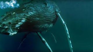 Whales Hunting Krill  Planet Earth  BBC Earth [upl. by Reese215]