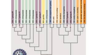 Ch 23 applications of phylogenetics [upl. by Hpeseoj]