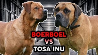 TOSA INU vs BOERBOEL The Best Guard Dog Breed [upl. by Anawqahs871]