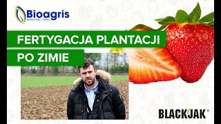 Pierwsze zabiegi po zimie na plantacji truskawki BLACKJAK i Terra Sorb Complex w fertygacji [upl. by Uoliram]