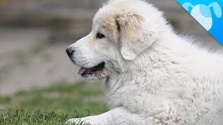 Great Pyrenees Facts [upl. by Kendyl]