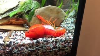 Crayfish molting [upl. by Nomar]