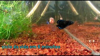 Fish Life Cycle in 6 Minutes Spectrolebias costai quotSão Miguel do Araguaiaquot  silver darte aquatics [upl. by Mmada559]