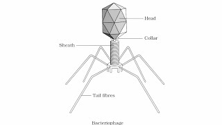 Diagram of bacteriophagewell labelled diagram bacteriophagebacteriophagehow to draw bacteriophage [upl. by Hayikaz]