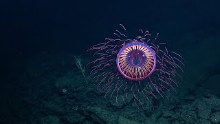 A Burst of Deep Sea Fireworks Halitrephes Jelly  Nautilus Live [upl. by Fairleigh]