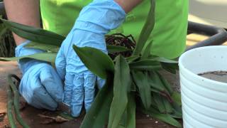 How to repot an orchid Paphiopedilum [upl. by Machos]