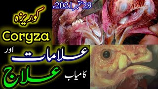 Authentic Treatment of Coryza in Aseel Chickens  Solution of Throat Problems in Master Aseels [upl. by Decima]