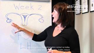 2 Weeks Pregnant  Your Second Week Of Pregnancy [upl. by Imeon]