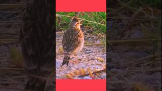 Skylarks Soaring Song  Amazing Skylark Bird Callshortvideoshortsviralshortsfeedshorts [upl. by Gwyneth]