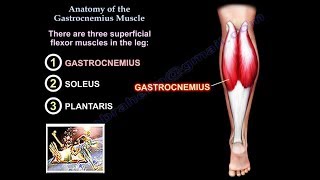 Anatomy Of The Gastrocnemius Muscle  Everything You Need To Know  Dr Nabil Ebraheim [upl. by Akirderf]