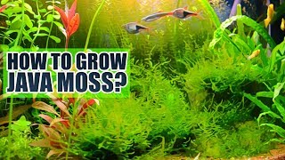 How to grow Java moss Basics [upl. by Biddy]