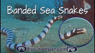 Banded Sea Snake Laticauda colubrina  Whats Down There [upl. by Giesser]