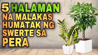 MGA MONEY PLANT NA MALAKAS HUMATAK NG SWERTE SA PERA  Lucky plants Money plant 2023 [upl. by Neelrahs]